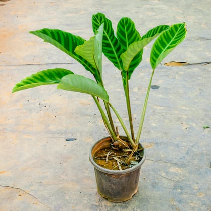 Buy Calathea Maranta in 7 Inch Nursery Pot Online | Urvann.com