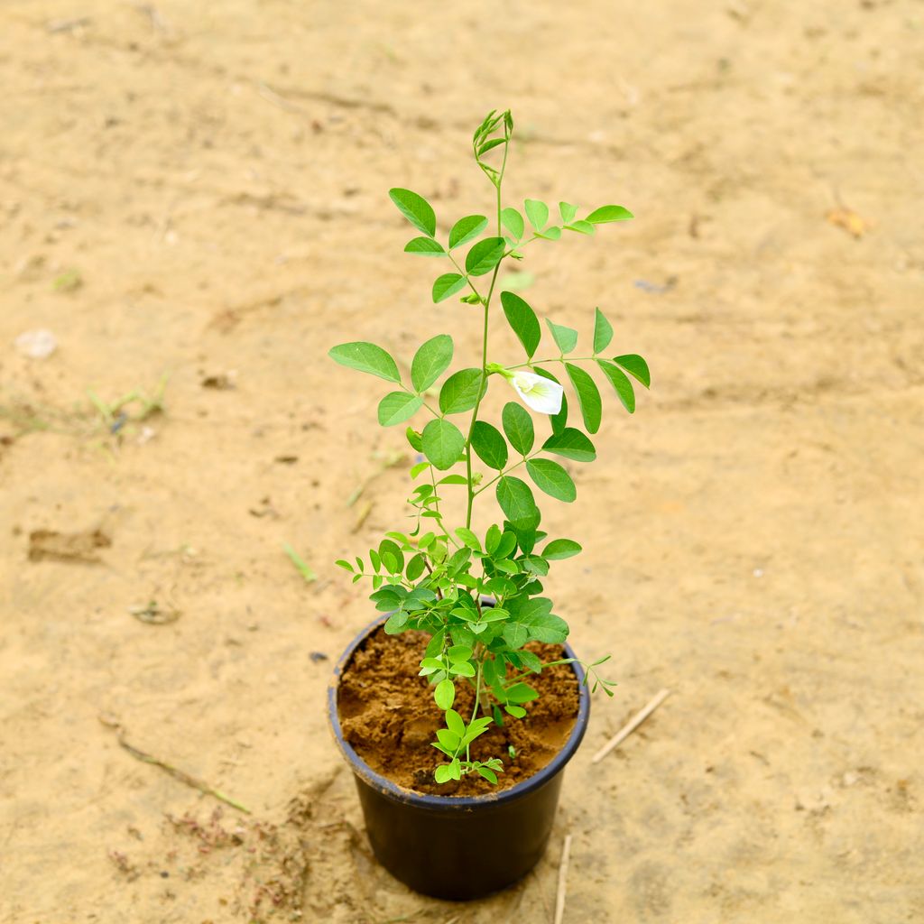 Aparajita / Asian Pigeonwings White in 6 Inch Nursery Pot