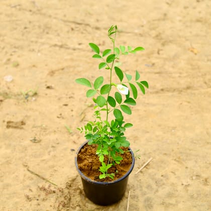 Buy Aparajita / Asian Pigeonwings White in 6 Inch Nursery Pot Online | Urvann.com