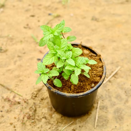 Buy Mint / Pudina in 6 Inch Nursery Pot Online | Urvann.com