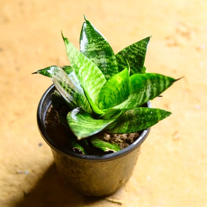 Buy Snake Dwarf Green in 4 Inch Nursery Pot Online | Urvann.com