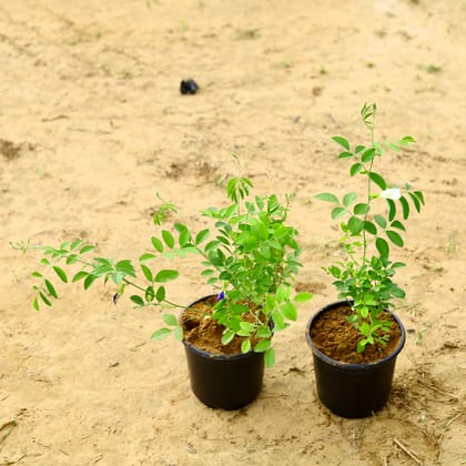 Buy Set of 2 - Aprajita / Asian Pigeonwing (Blue & White) in 6 Inch Nursery Pot Online | Urvann.com