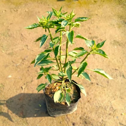 Mirchi Desi / Chilli Plant in 4 Inch Nursery Bag