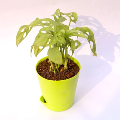 Buy Monstera Broken Heart in 4 Inch Green Florence Self Watering Pot Online | Urvann.com