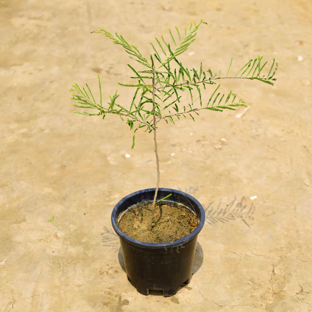 Amla / Indian Gooseberry in 10 Inch Nursery Pot