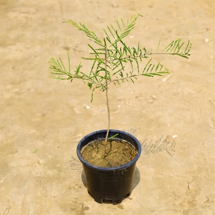 Buy Amla in 10 Inch Nursery Pot Online | Urvann.com