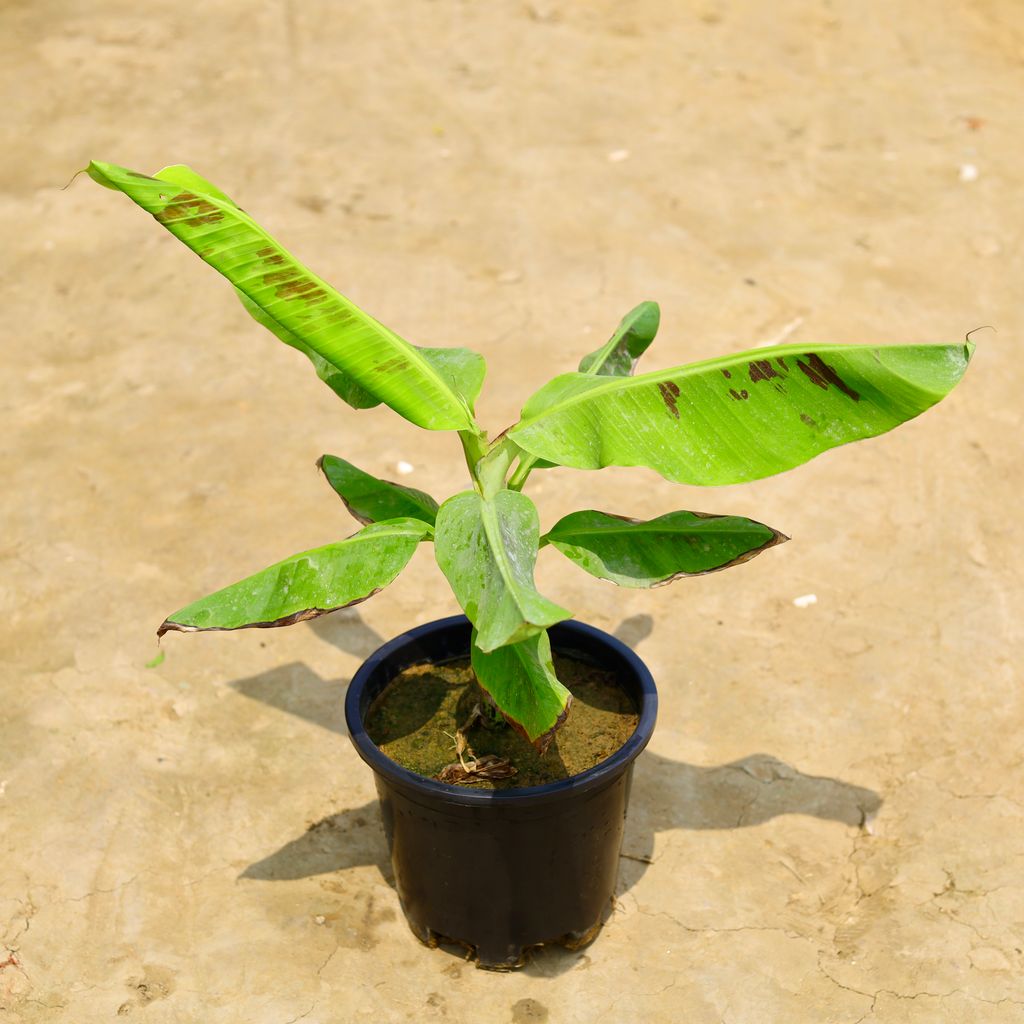 Chinese Banana Dwarf in 10 Inch Nursery Pot