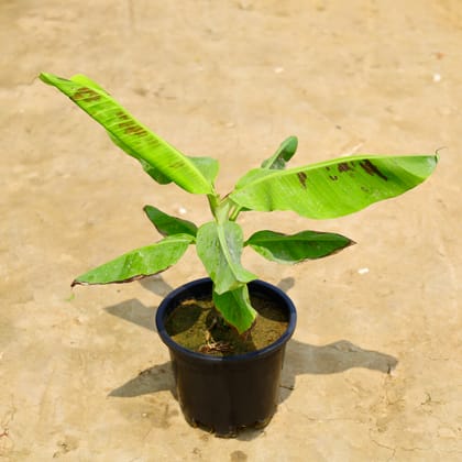 Buy Banana China in 10 Inch Nursery Pot Online | Urvann.com