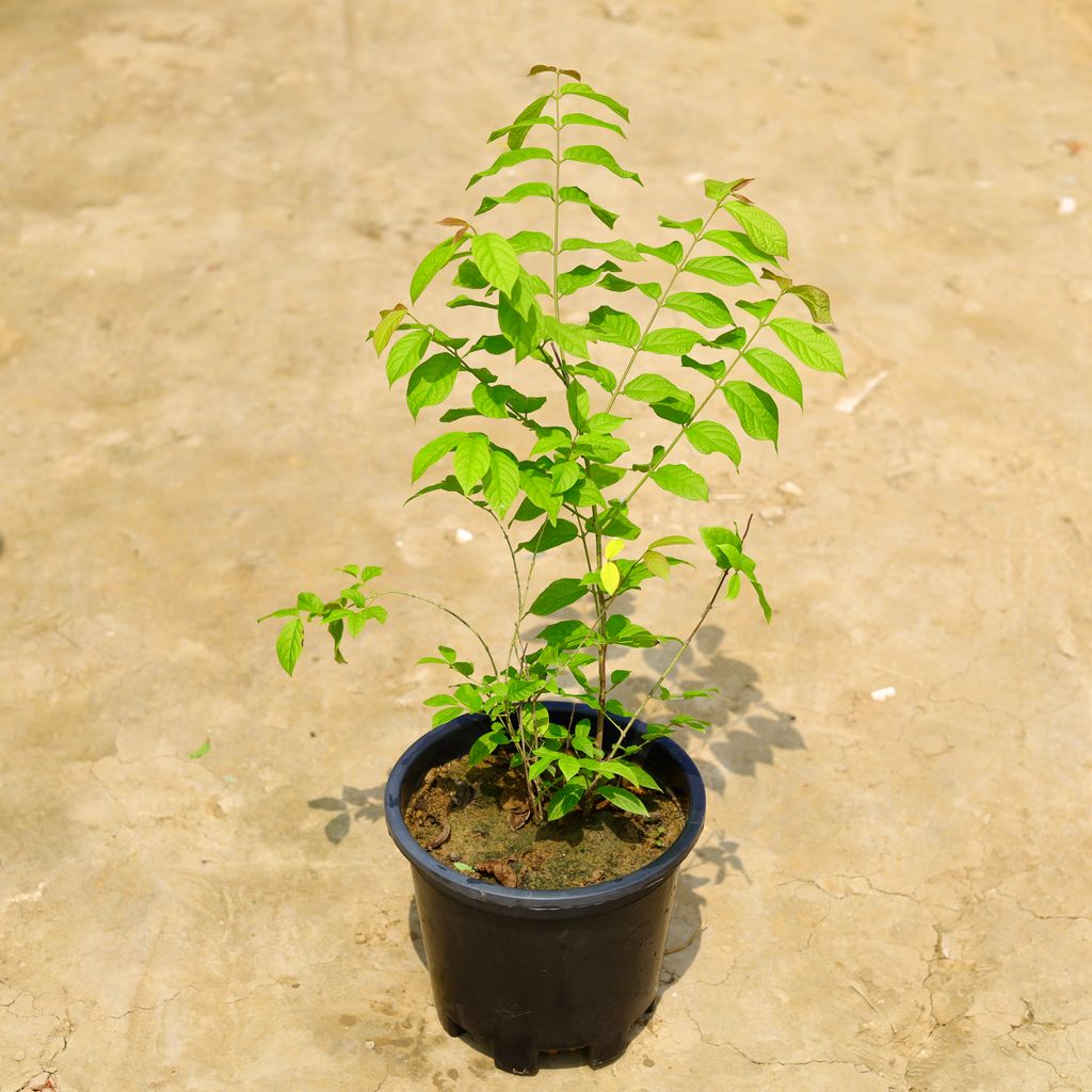 Madhumalti Bel / Rangoon Creeper in 10 Inch Nursery Pot