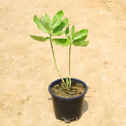 Buy Safed Aak in 10 Inch Nursery Pot Online | Urvann.com