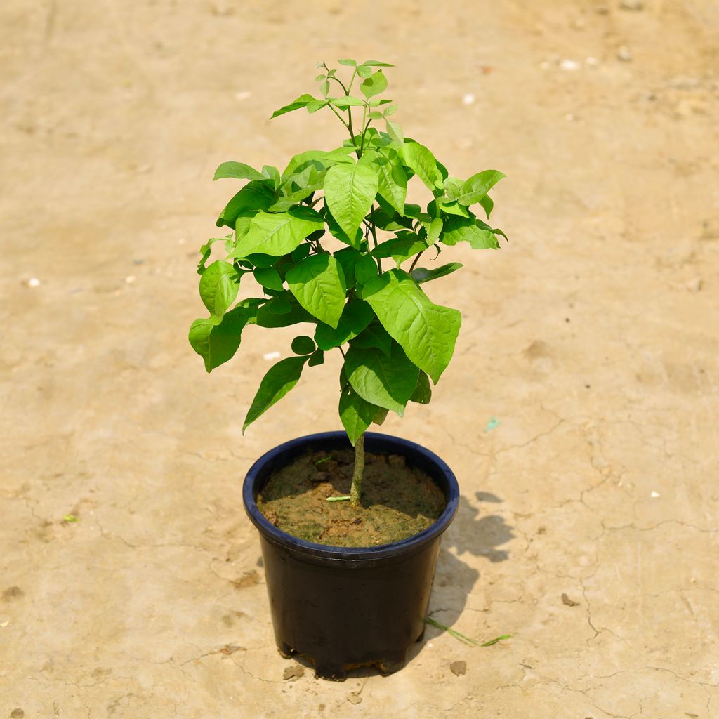 Bel Patra in 10 Inch Nursery Pot