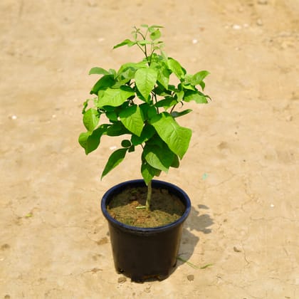 Buy Belpatra in 10 Inch Nursery Pot Online | Urvann.com