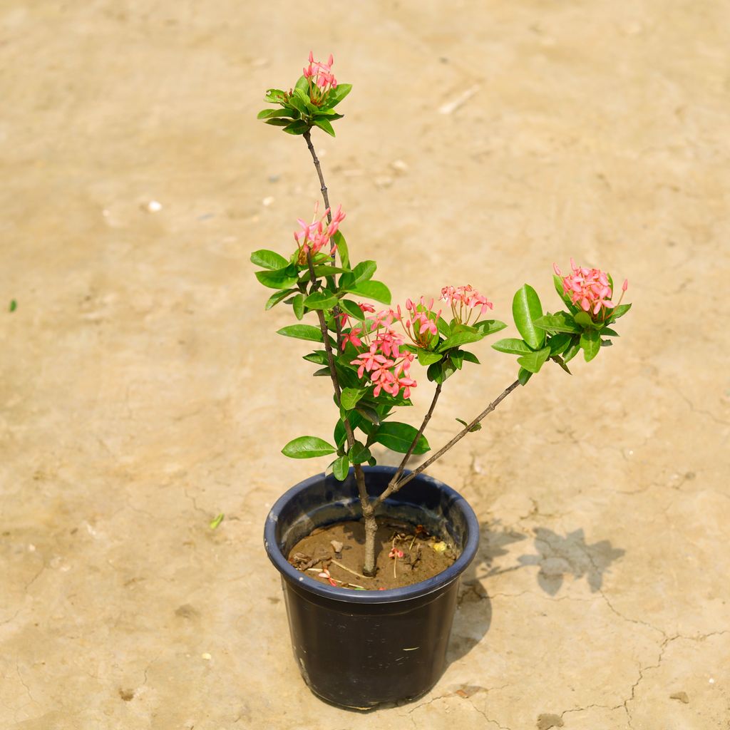 Ixora Pink in 8 Inch Nursery Pot