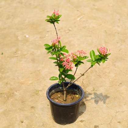 Buy Ixora Pink in 6 Inch Nursery Pot Online | Urvann.com