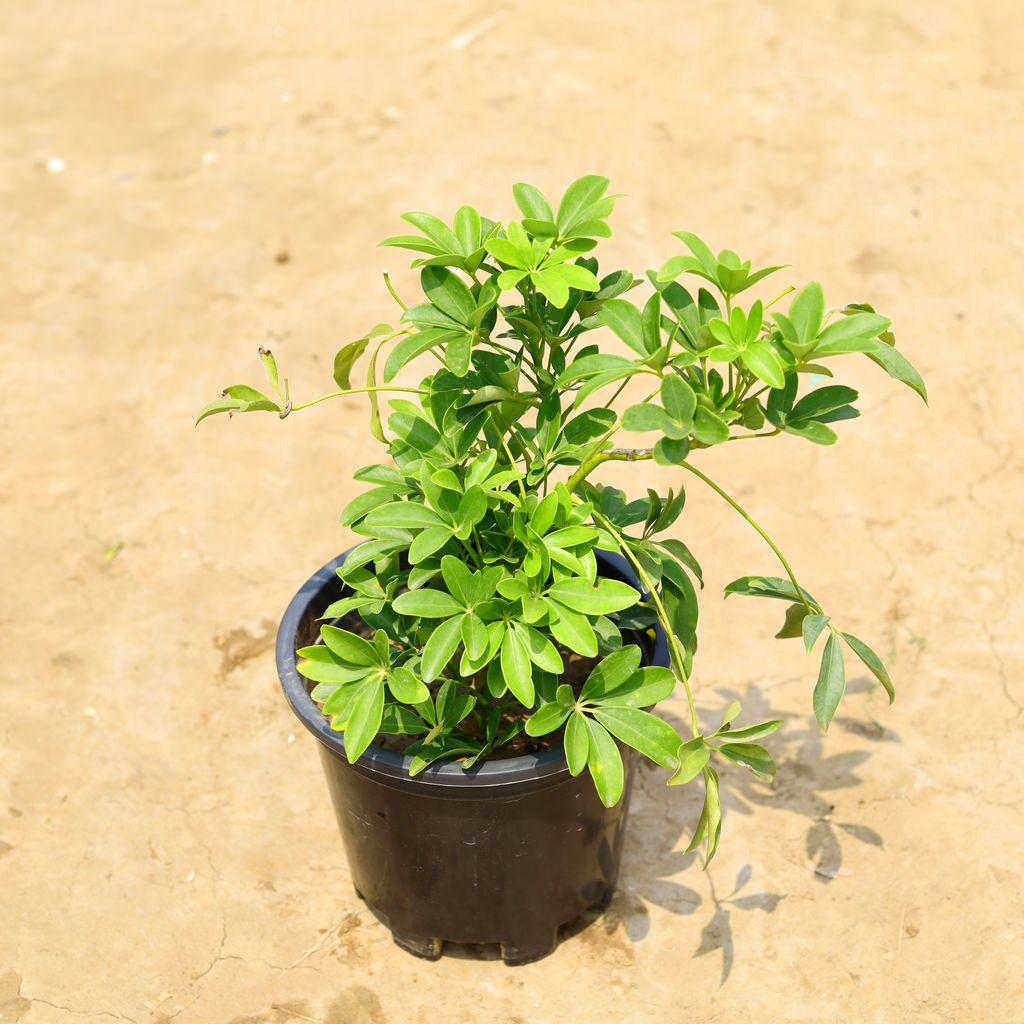 Schefflera in 10 Inch Nursery Pot