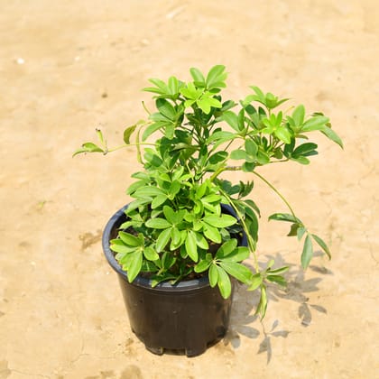 Buy Schefflera in 10 Inch Nursery Pot Online | Urvann.com