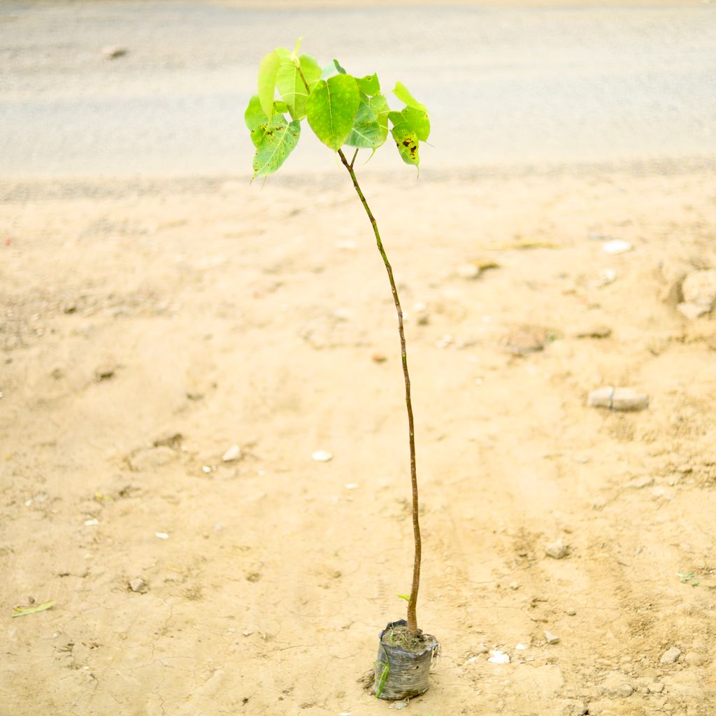 Peepal / Sacred Fig (~ 4 To 5 Ft) in 6 Inch Nursery Bag