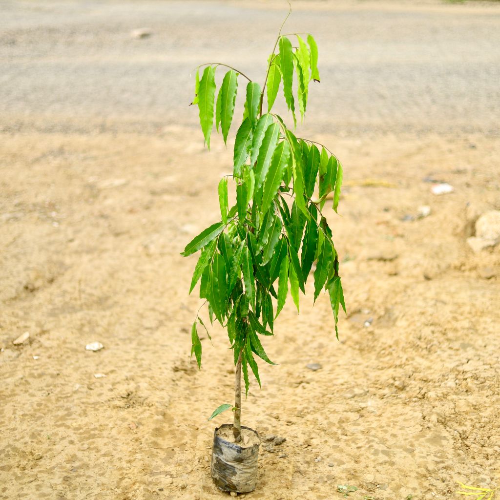 Ashoka Tree (~ 4 To 5 Ft) in 6 Inch Nursery Bag