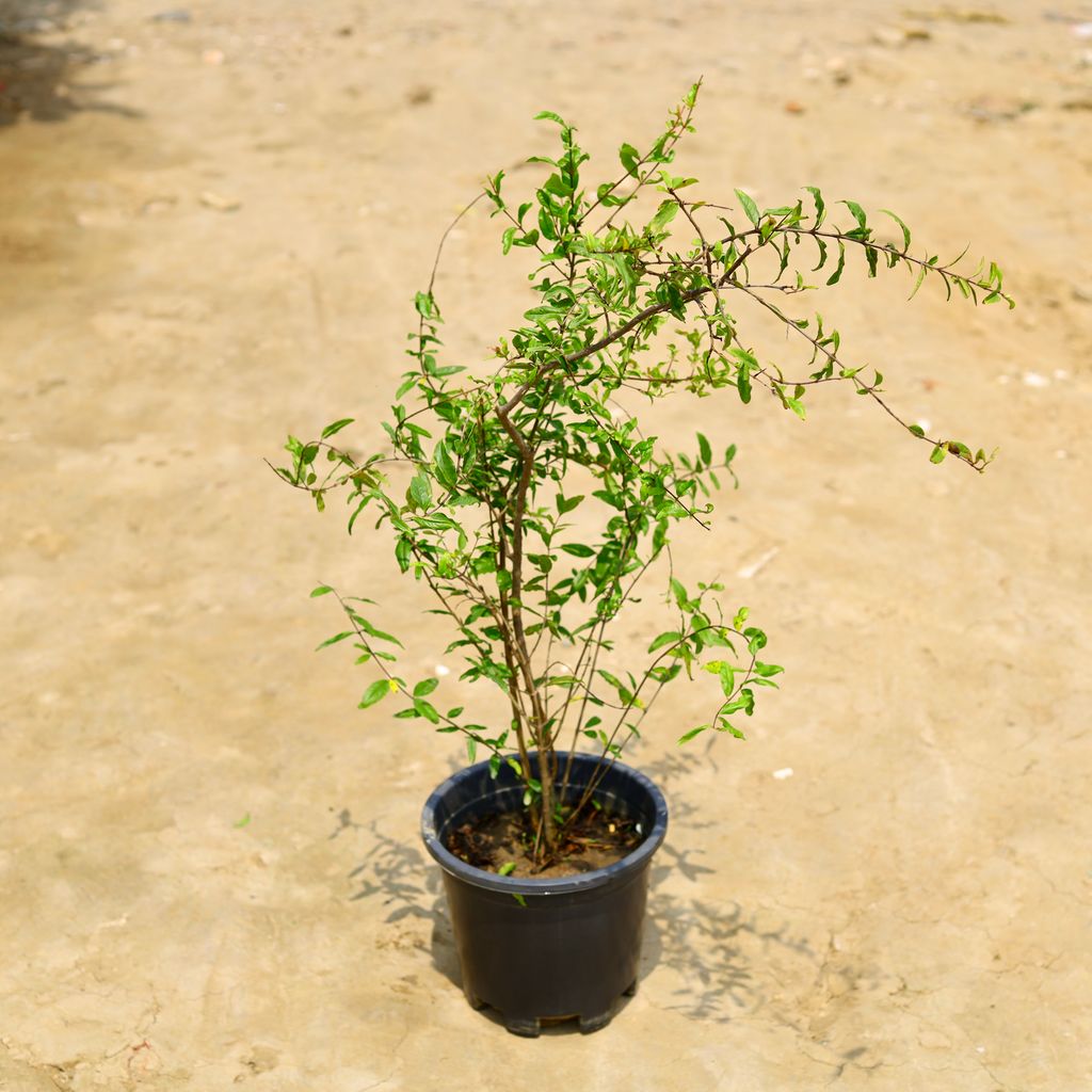 Anar / Pomegranate in 10 Inch Nursery Pot