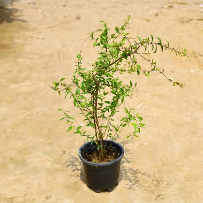 Buy Pomegranate / Anar in 10 Inch Nursery Pot Online | Urvann.com