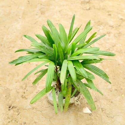 Buy Rhapis Palm (~ 1 Ft) in 6 Inch Nursery Bag Online | Urvann.com