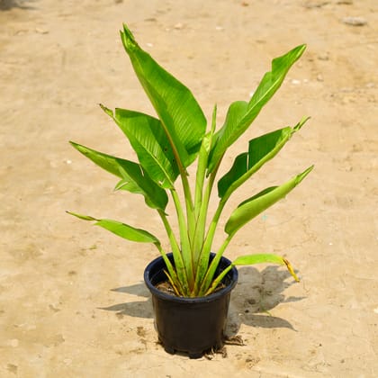 Buy Traveller Palm in 10 Inch Nursery Pot Online | Urvann.com