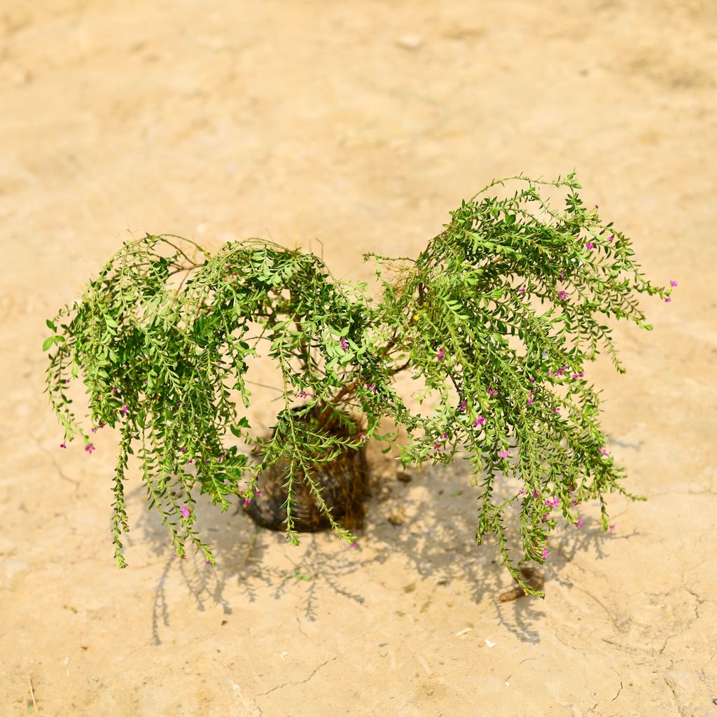 Cuphea / False Heather (Any Colour) in 4 Inch Nursery Bag