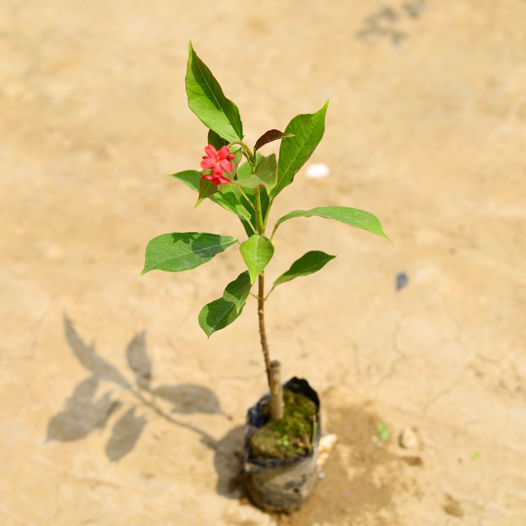 Jatropha / Sundar Rupa (Any Colour) in 4 Inch Nursery Bag