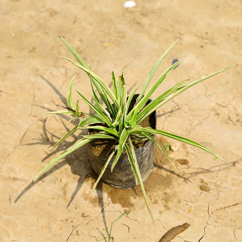 Spider in 4 Inch Nursery Bag