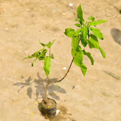 Buy Tecoma Gori Chori (~ 1 To 1.5 Ft) in 6 Inch Nursery Bag Online | Urvann.com