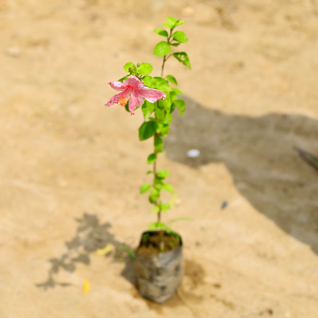 Hibiscus / Gudhal Pink (~ 1 Ft) in 6 Inch Nursery Bag