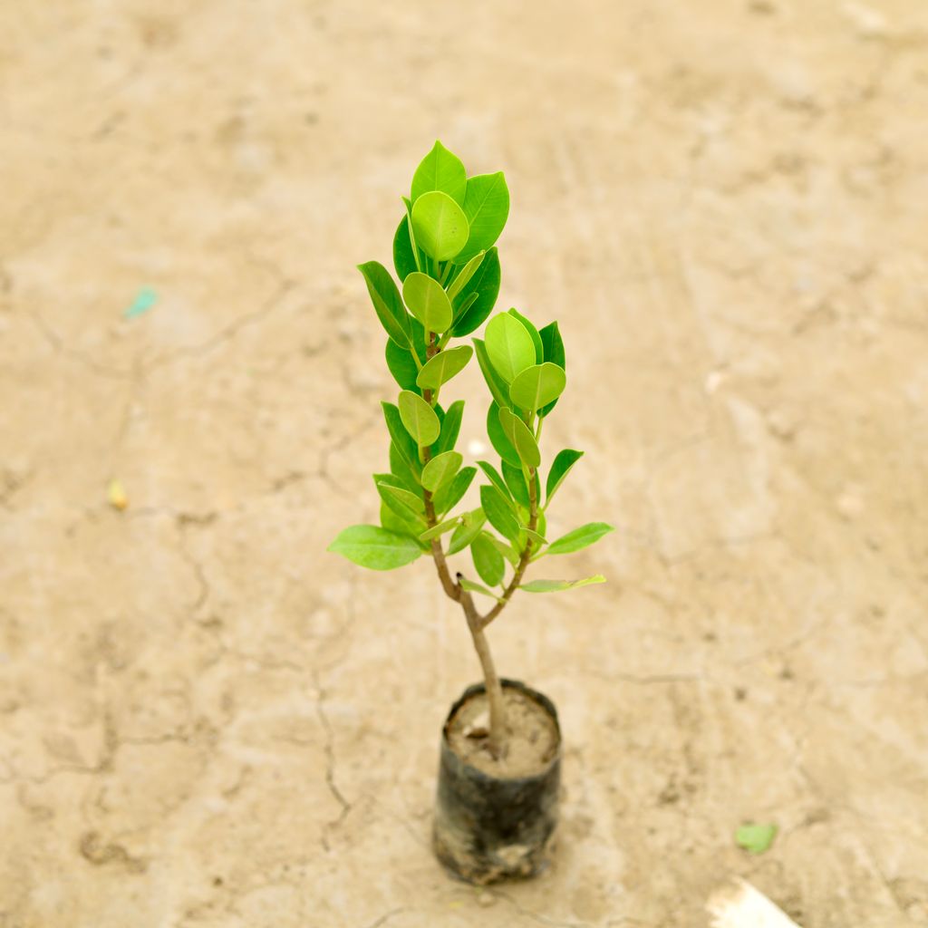 Ficus Long Island (~ 1 Ft) in 6 Inch Nursery Bag