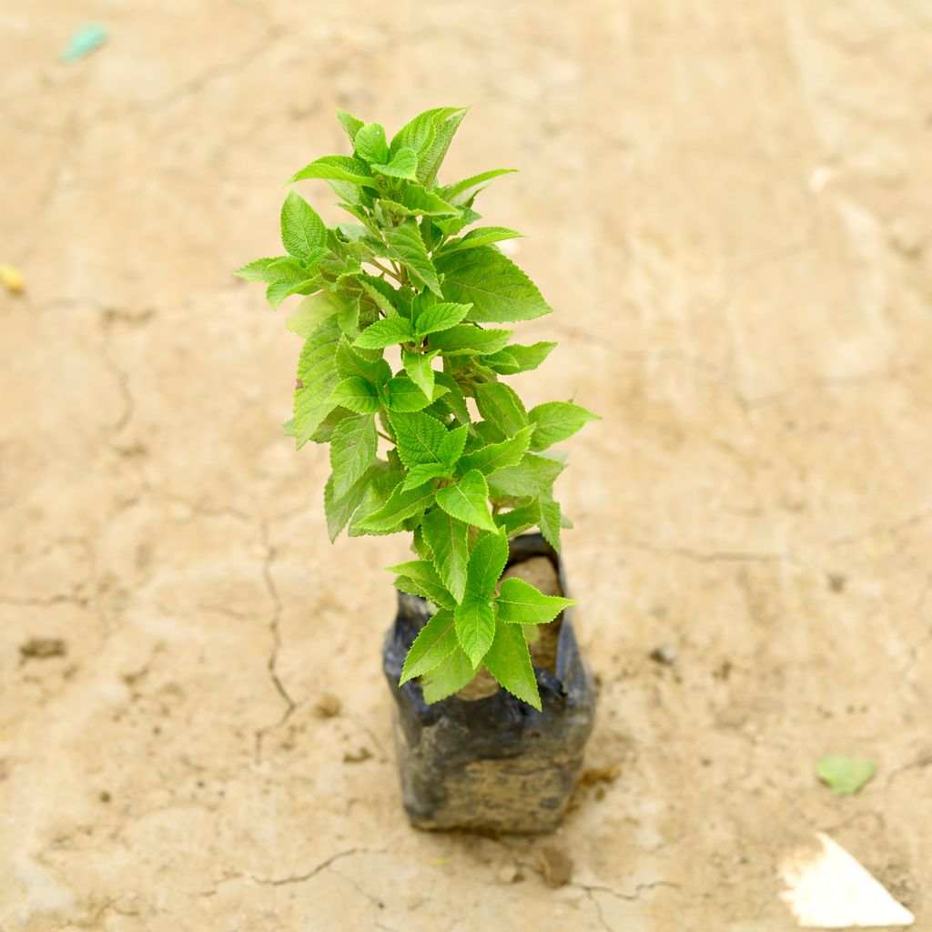 Lantana (any colour) in 6 Inch Nursery Bag