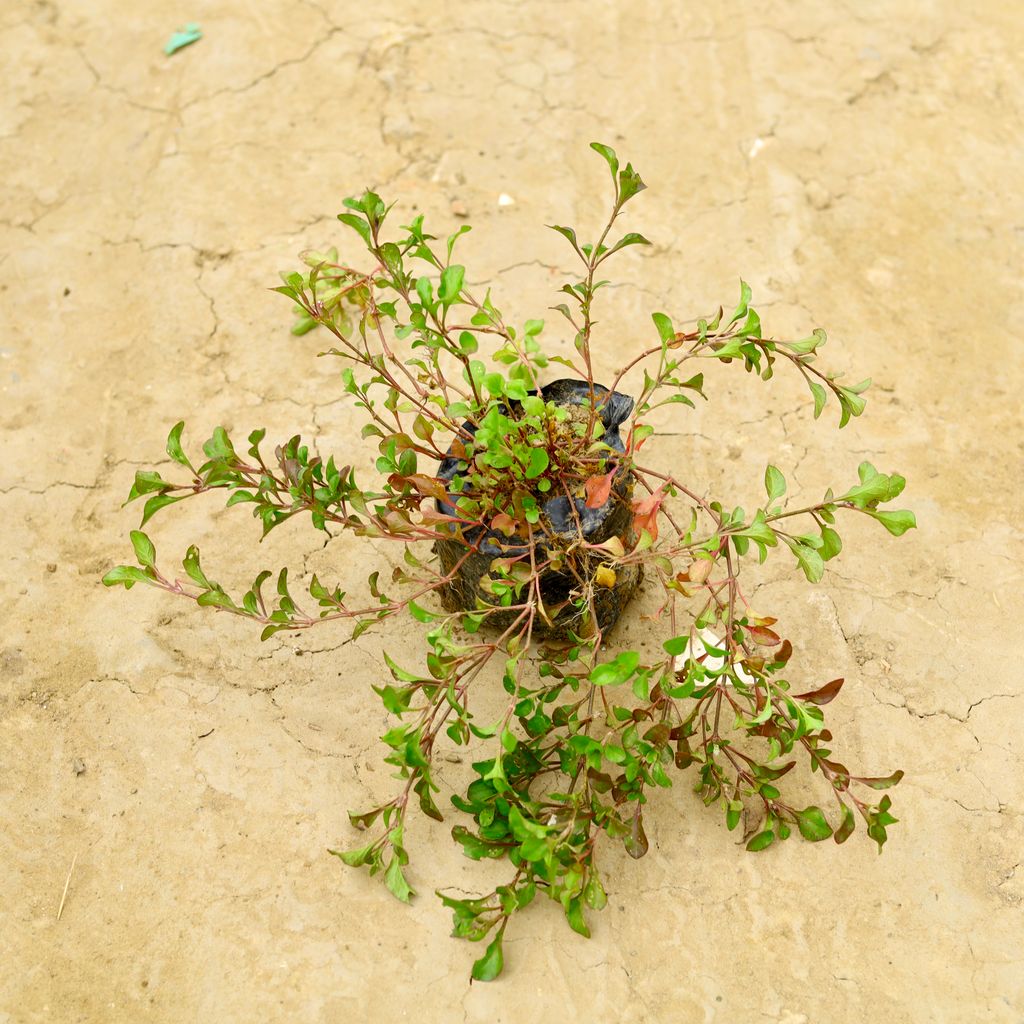 Lantana (any colour) in 3 Inch Nursery Bag