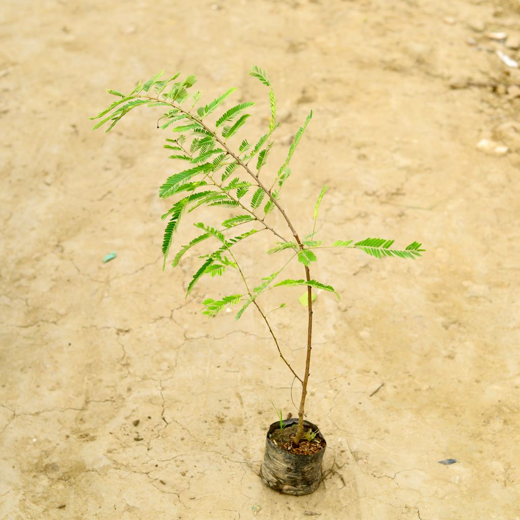 Amla / Indian Gooseberry (~ 1 To 2 Ft) in 4 Inch Nursery Bag