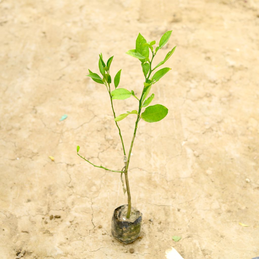 Mosambi (~ 1 Ft) in 6 Inch Nursery Bag