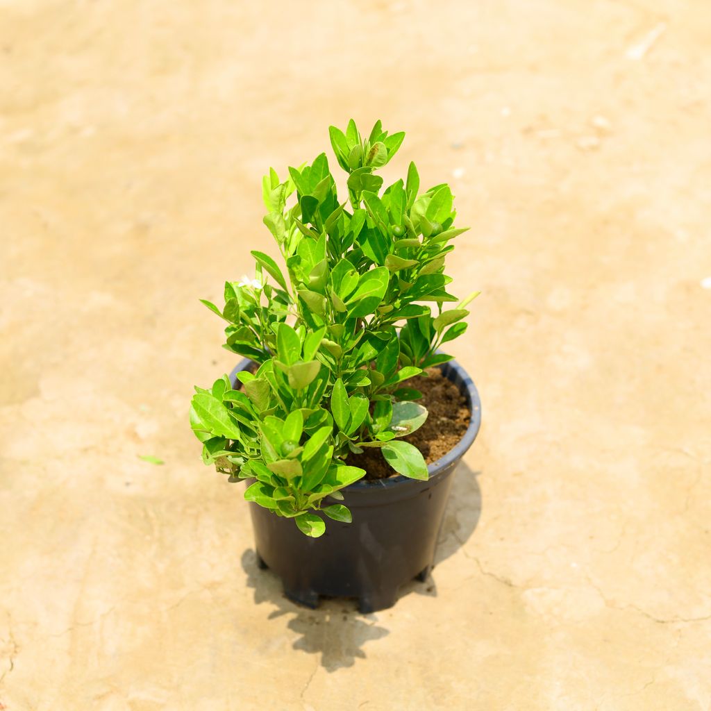 China Orange in 6 Inch Nursery Pot