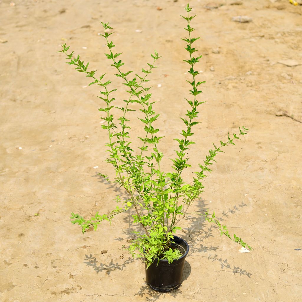 Chameli (Any Colour) in 6 Inch Nursery Pot