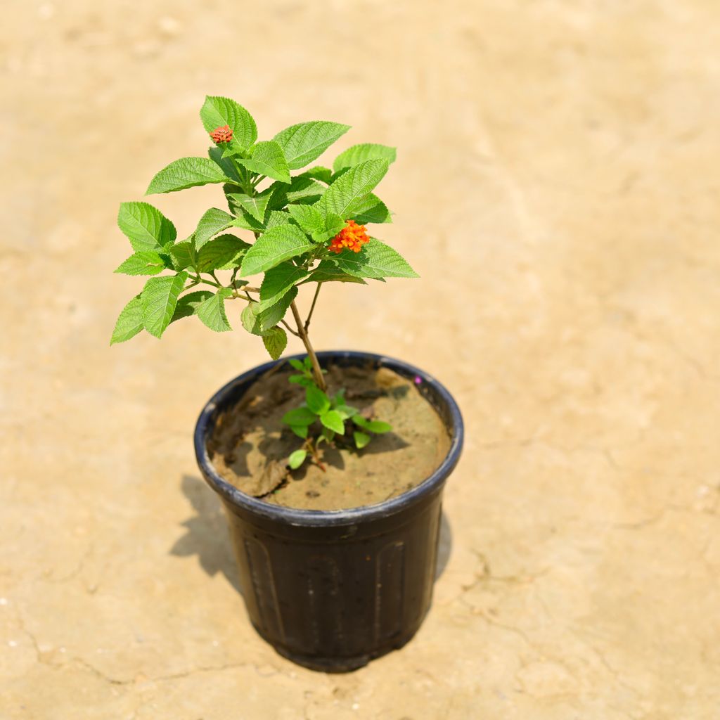 Lantana (any colour) in 6 Inch Nursery Pot