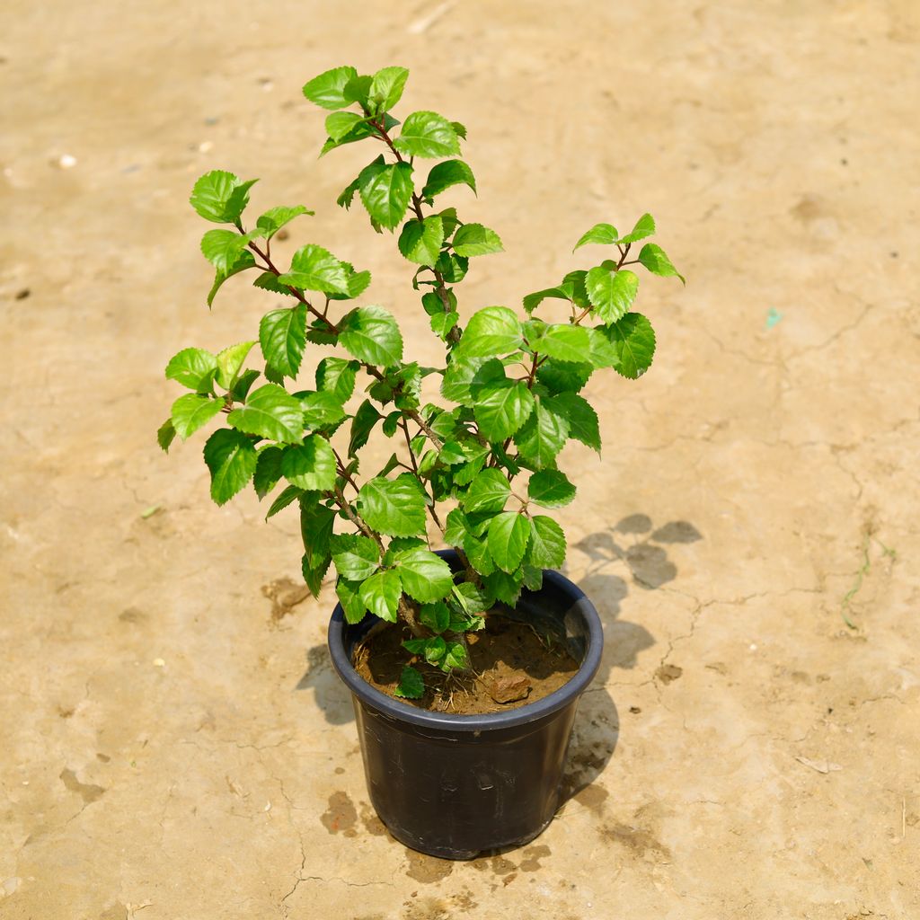 Hibiscus / Gudhal (Any Colour) in 6 Inch Nursery Pot