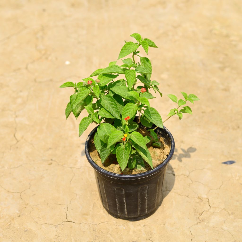 Lantana (any colour) in 6 Inch Nursery Pot