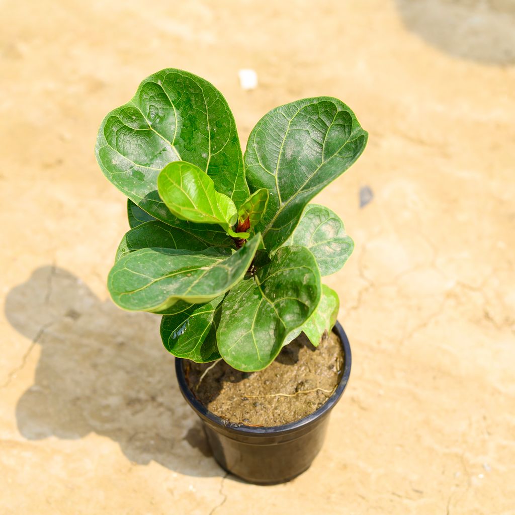 Fiddle Leaf in 4 Inch Nursery Pot