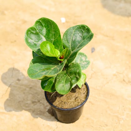 Buy Fiddle Leaf in 4 Inch Nursery Pot Online | Urvann.com