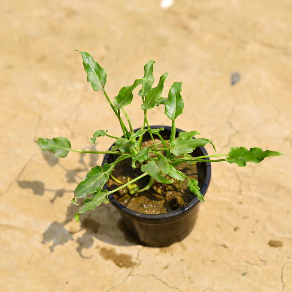 Xanadu Green in 4 Inch Nursery Pot