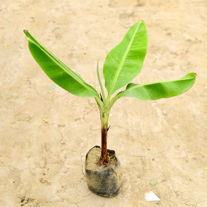 Buy Chinese Banana Dwarf (~ 1 Ft) in 6 Inch Nursery Bag Online | Urvann.com