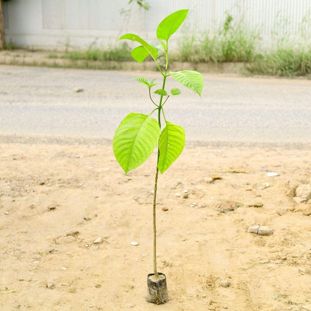 Kadamba / Kadam (~ 4 Ft) in 6 Inch Nursery Bag