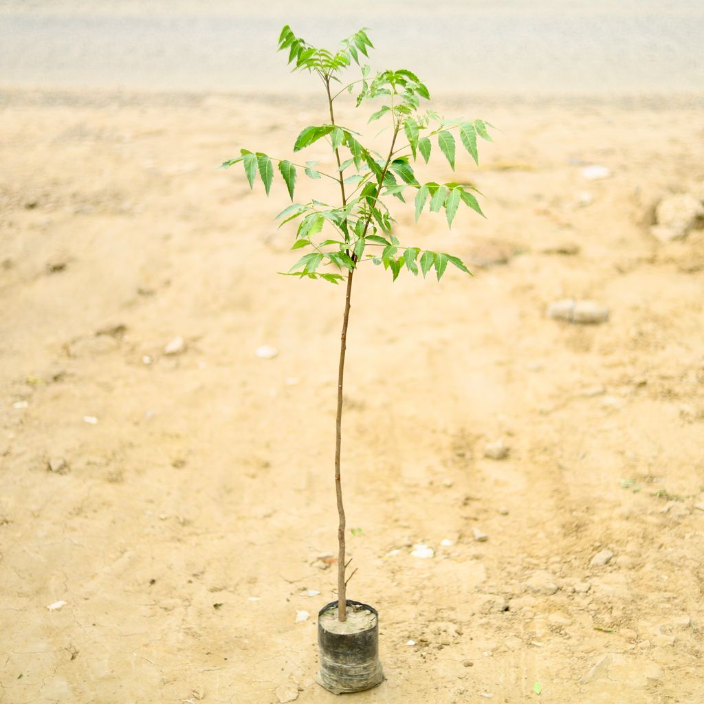 Neem (~ 4 To 5 Ft) in 6 Inch Nursery Bag