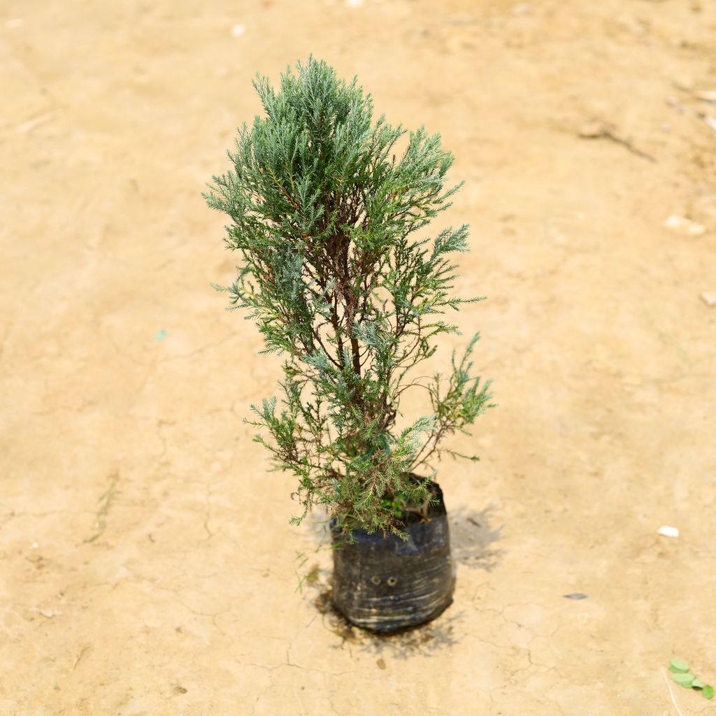 Juniperus (~ 2 Ft) in 6 Inch Nursery Bag