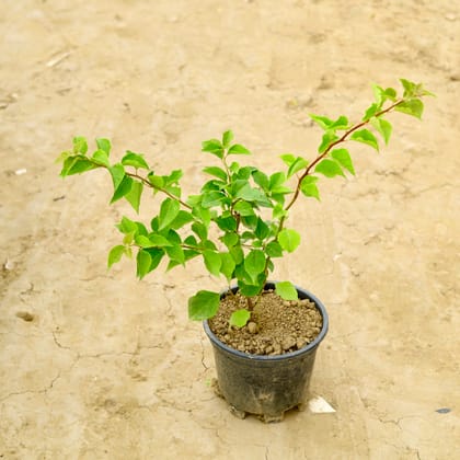 Buy Bougainvillea (~ 1 Ft) in 8 Inch Nursery Pot Online | Urvann.com