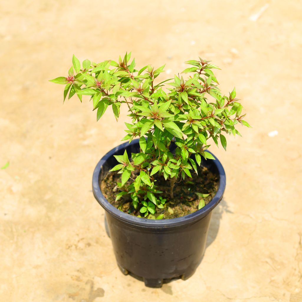 Hamelia / Firebush Plant Dwarf (Any Colour) in 10 Inch Nursery Pot